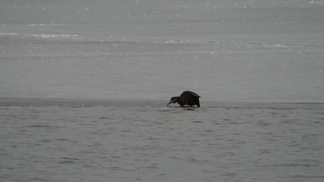 American Black Duck - ML646334614