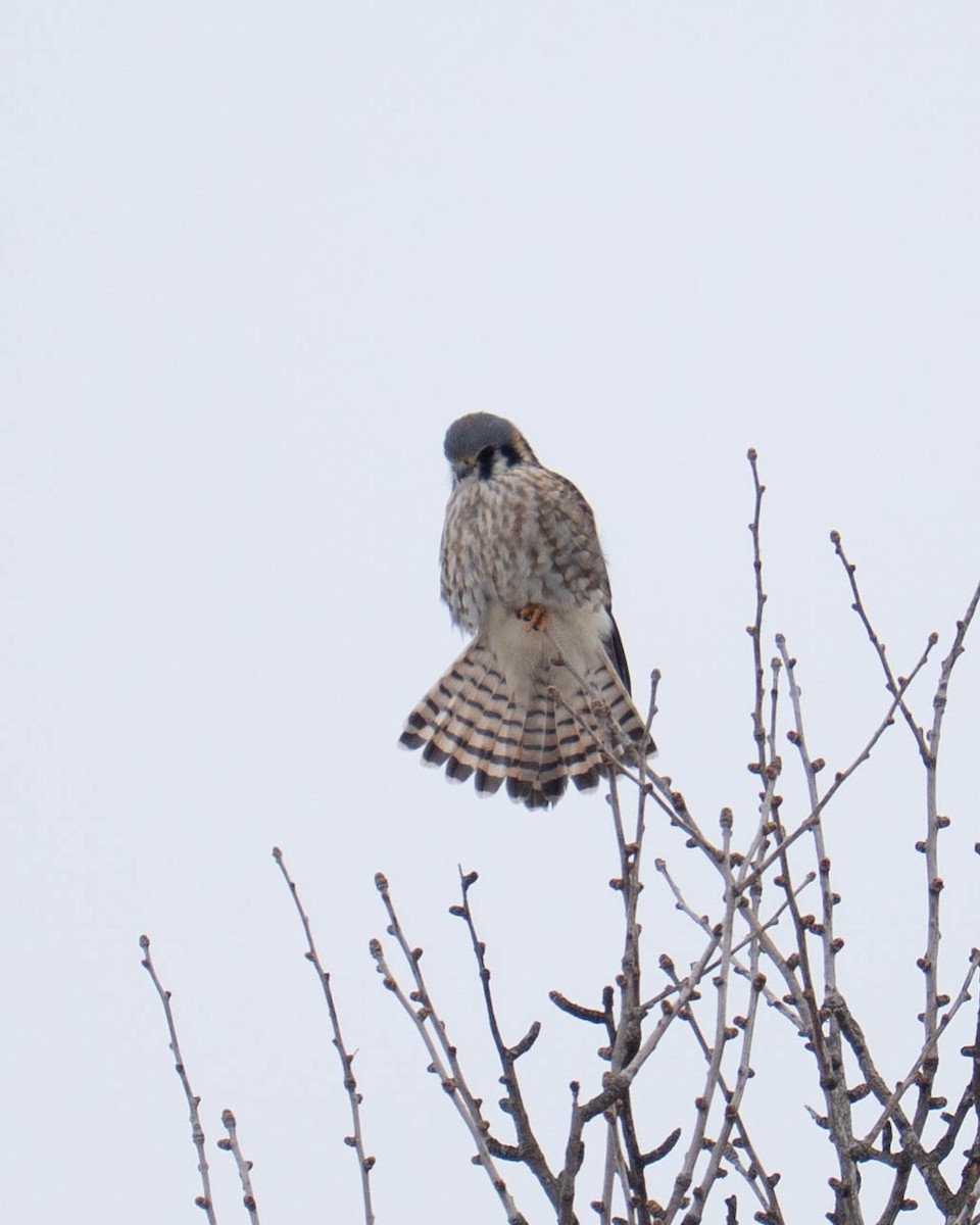 בז אמריקני - ML646334625
