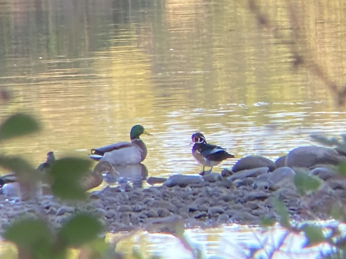 Wood Duck - ML646334628