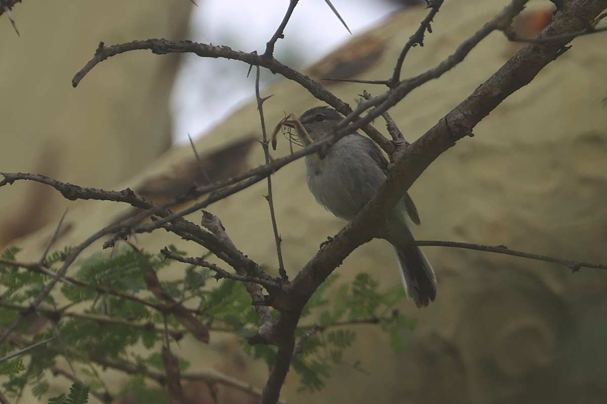 Gray Tit-Flycatcher - ML646334631