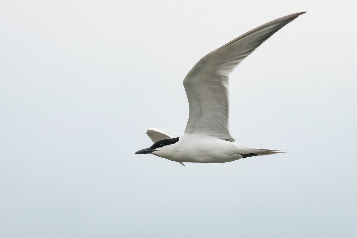 Gull-billed Tern - ML646334632