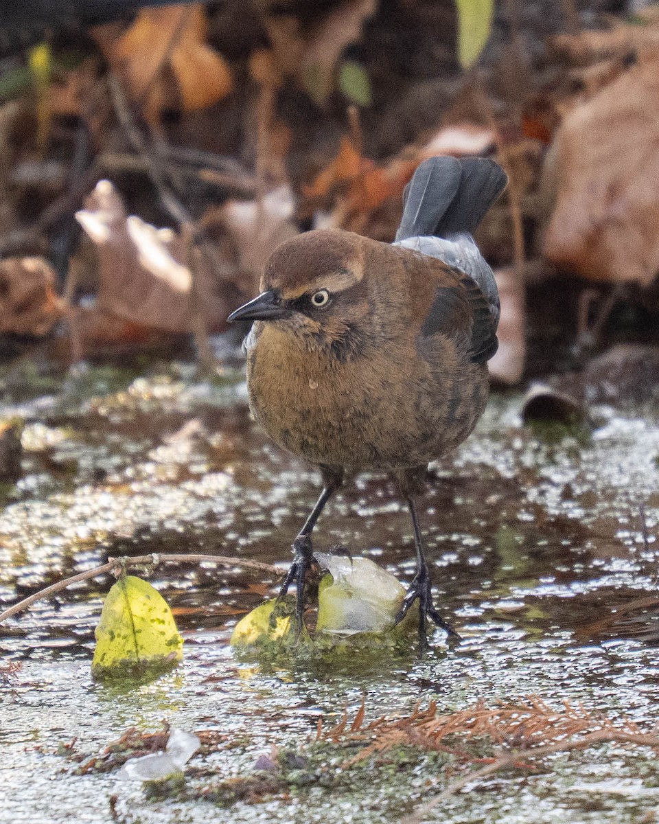 Rusty Blackbird - ML646334634