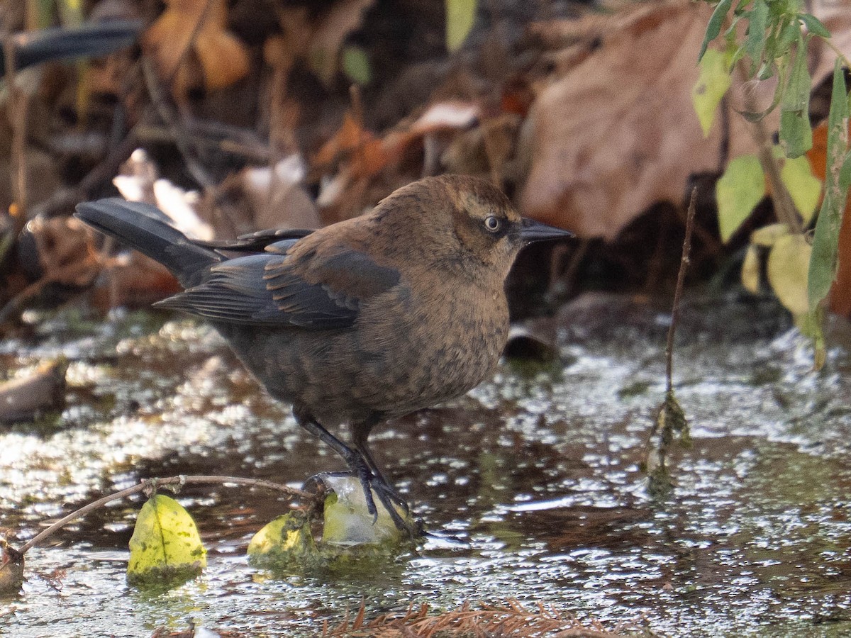 Rusty Blackbird - ML646334635