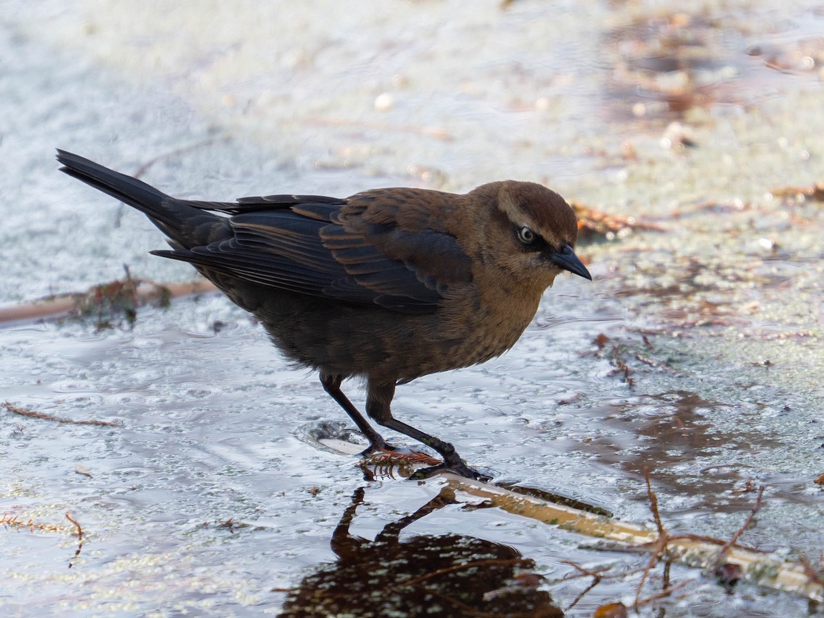 Rusty Blackbird - ML646334636