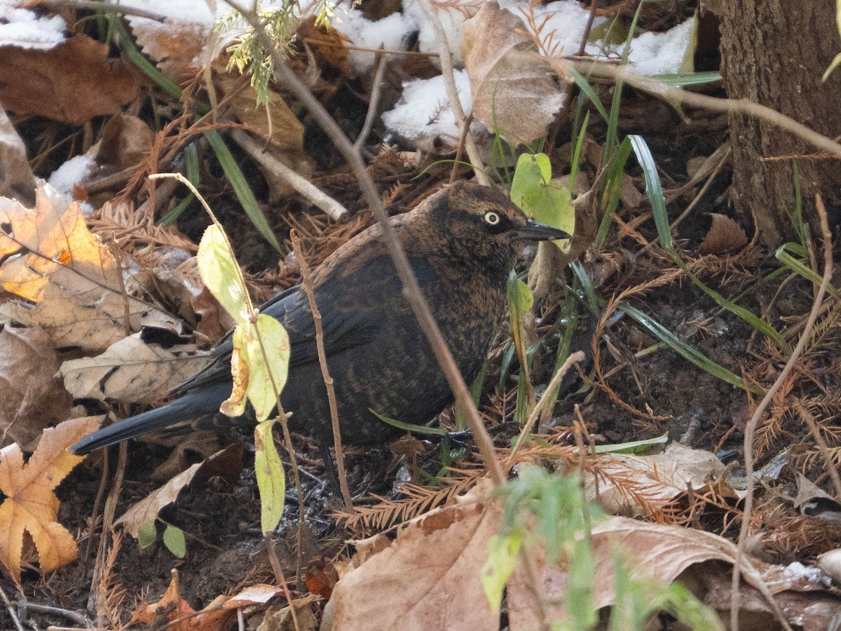 Rusty Blackbird - ML646334637