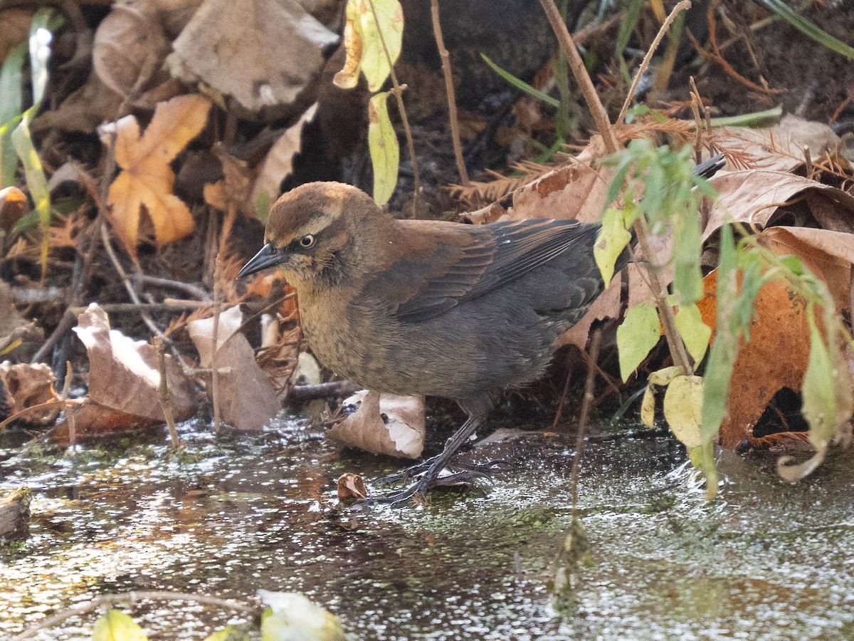 Rusty Blackbird - ML646334638