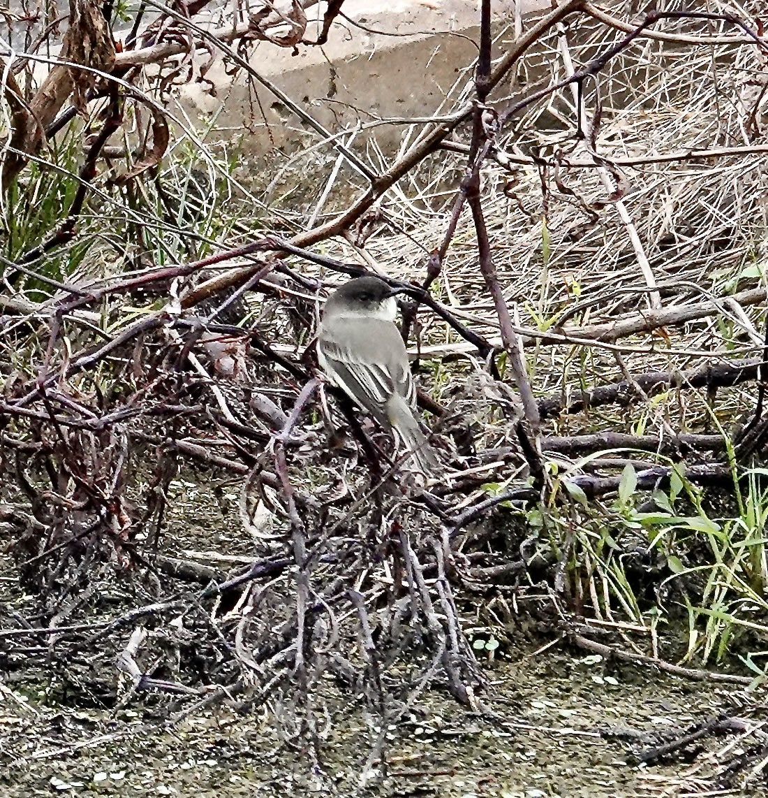 Mosquero Fibí - ML646334639