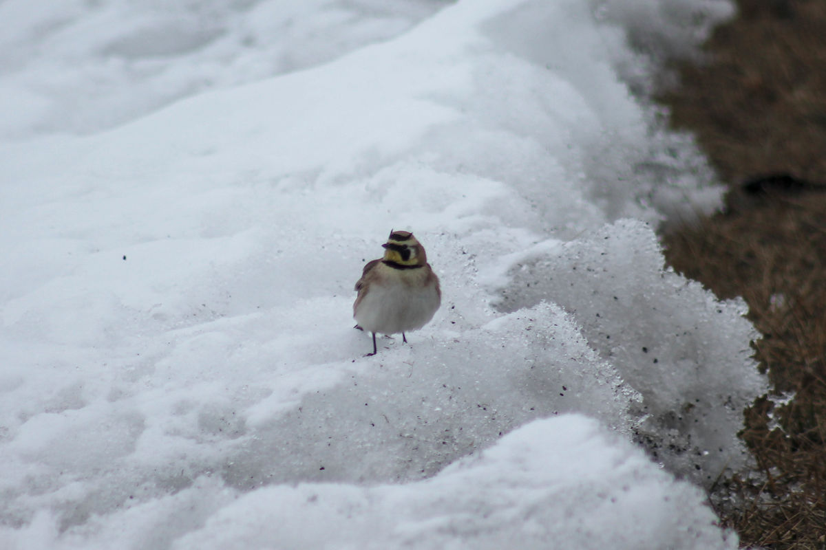 Horned Lark - ML646334640