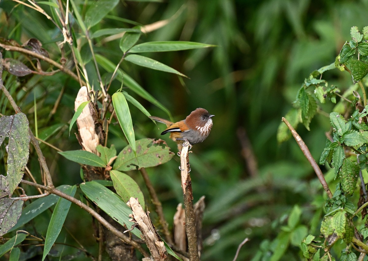 Brown-throated Fulvetta - ML646334641