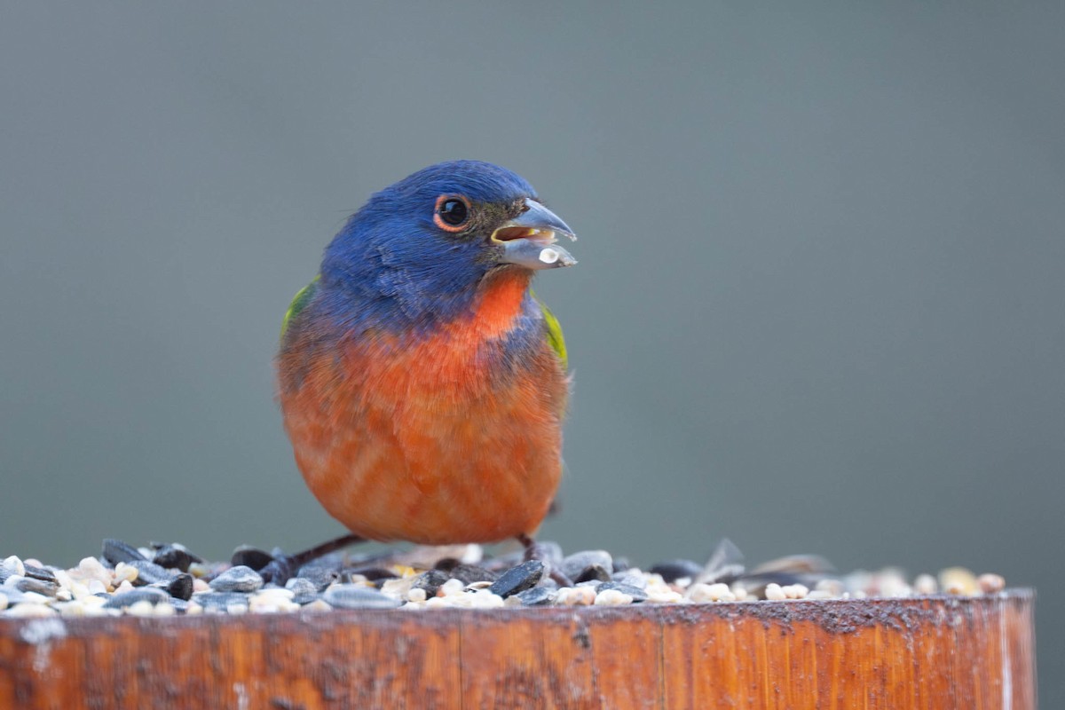 Painted Bunting - ML646334642