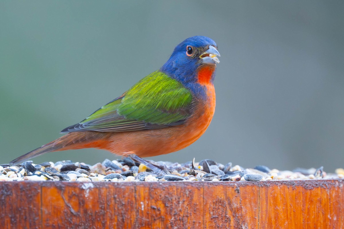 Painted Bunting - ML646334643