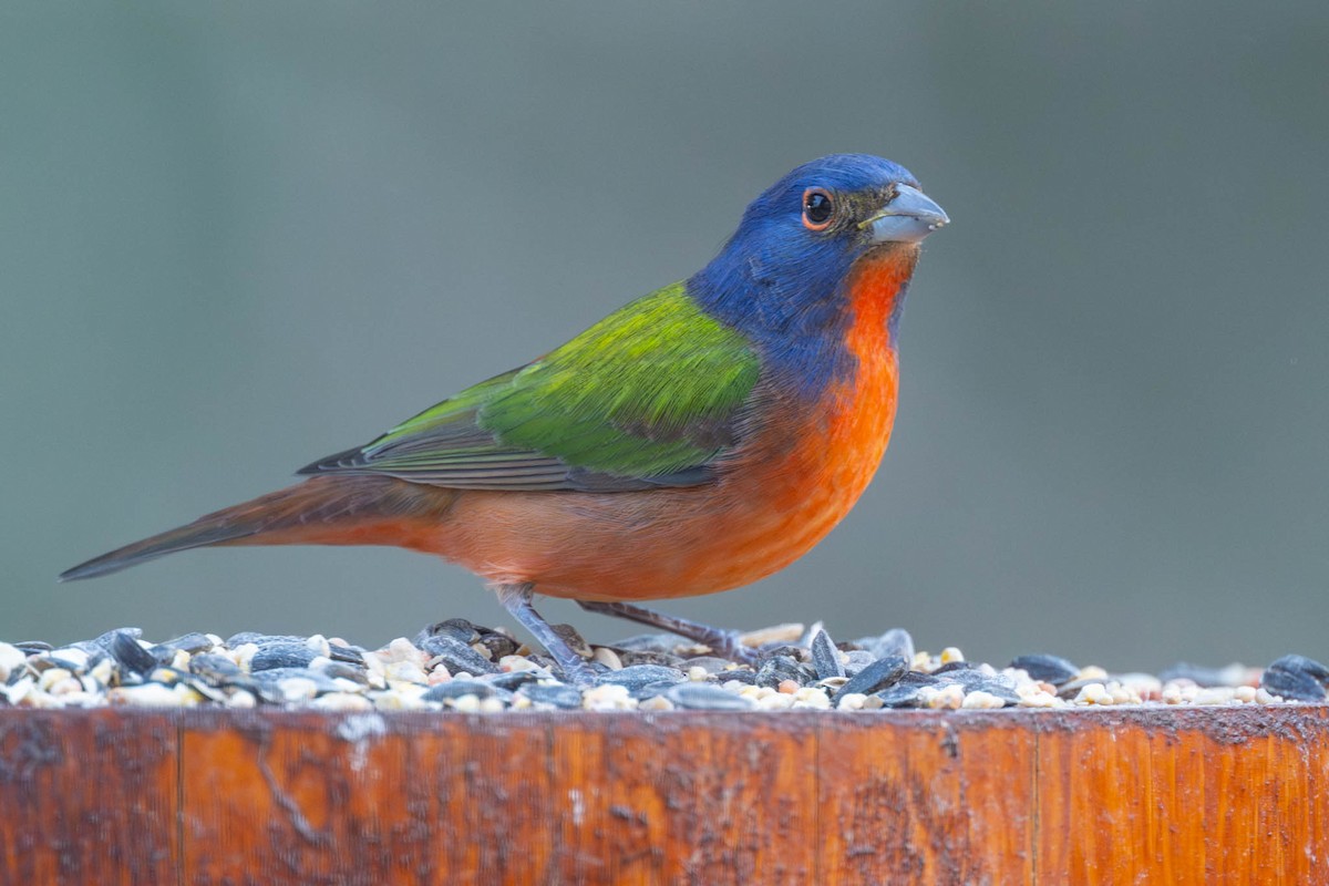 Painted Bunting - ML646334644