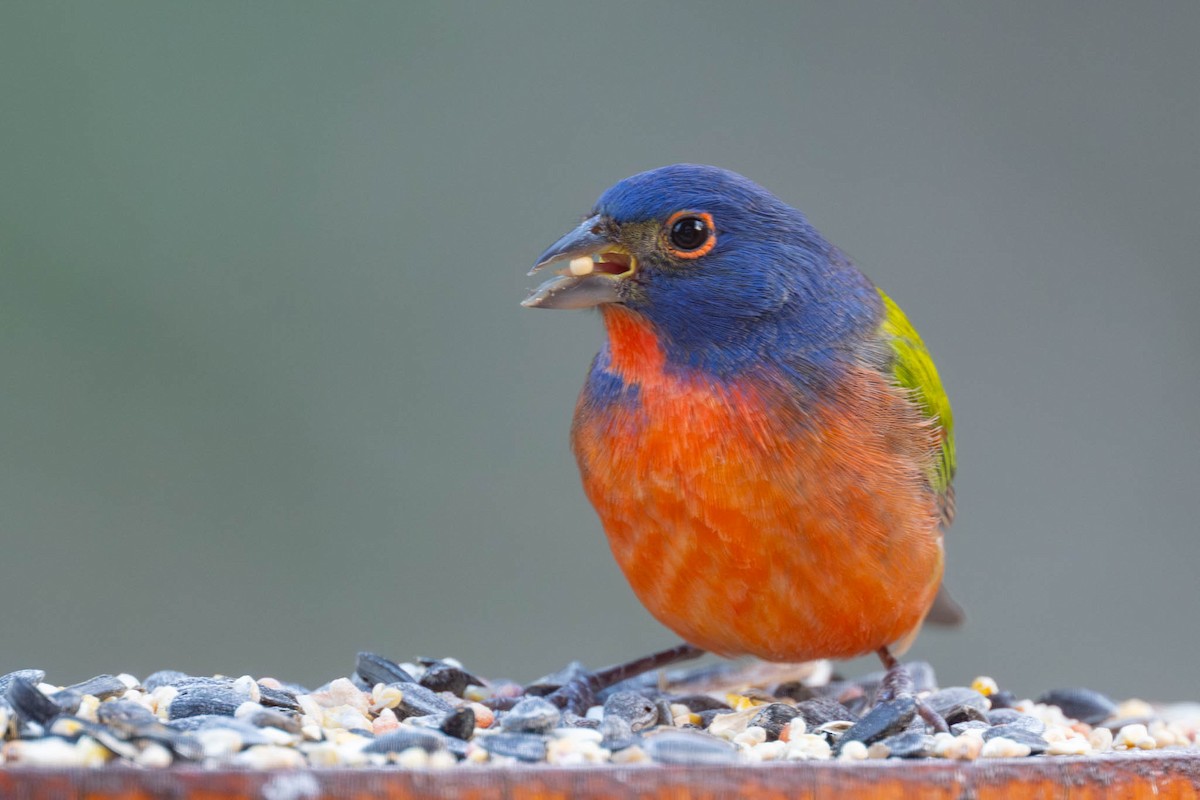 Painted Bunting - ML646334645