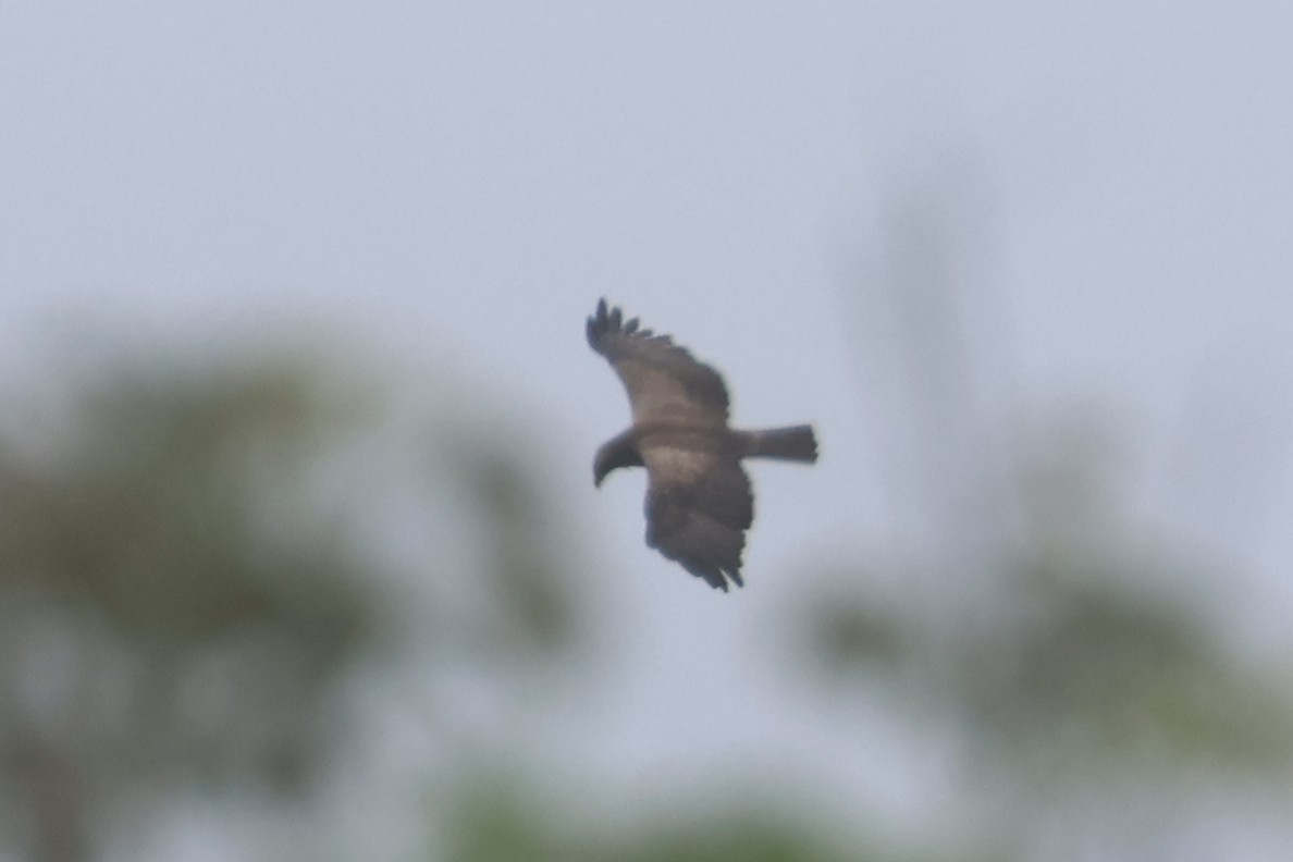 savanneørn - ML646334646