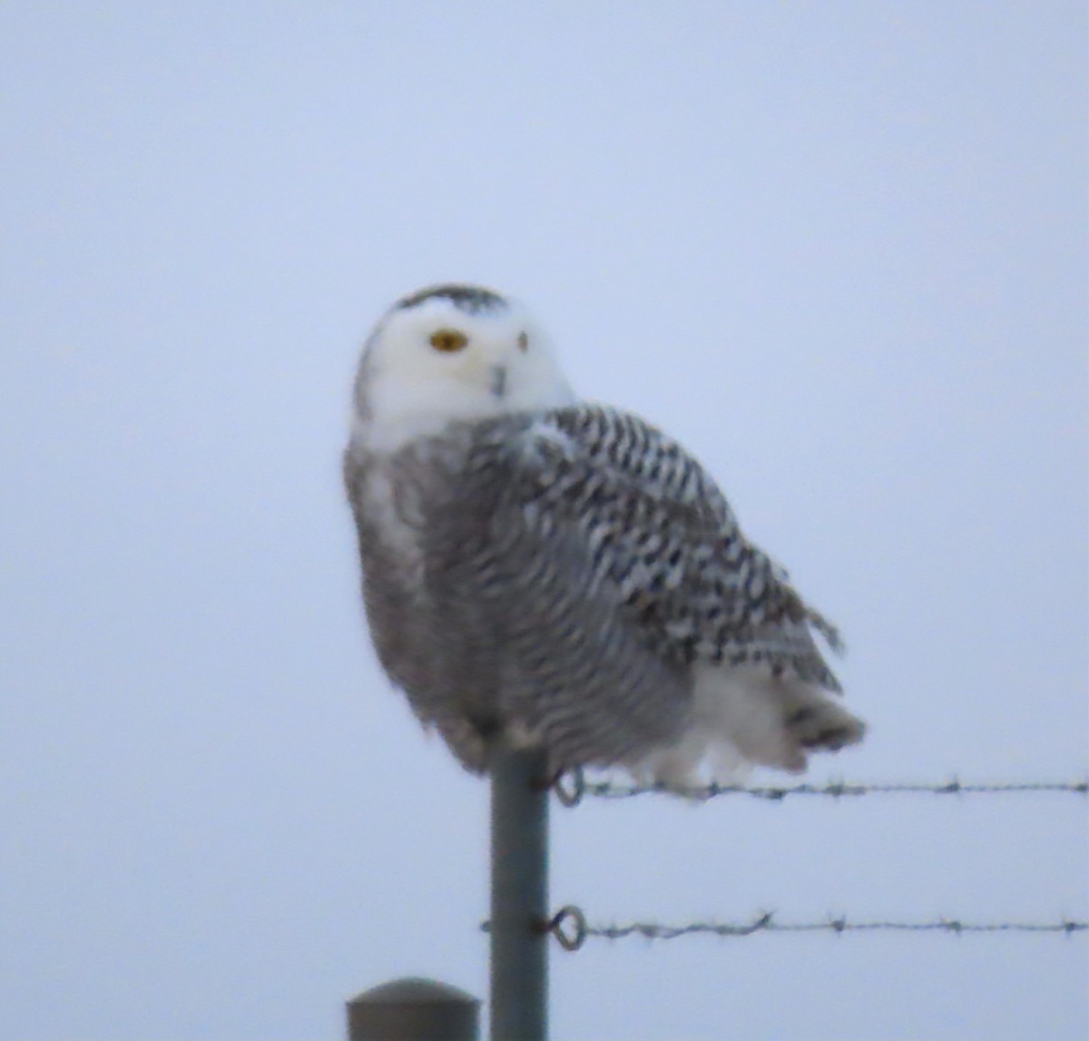 Сова біла - ML646334647