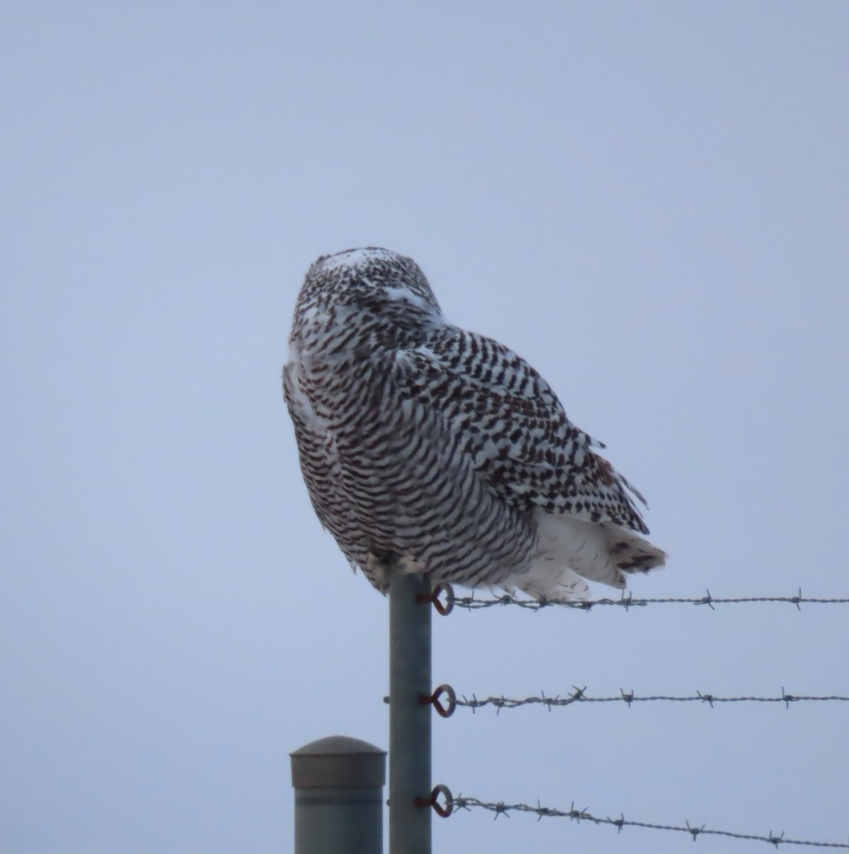 Сова біла - ML646334648