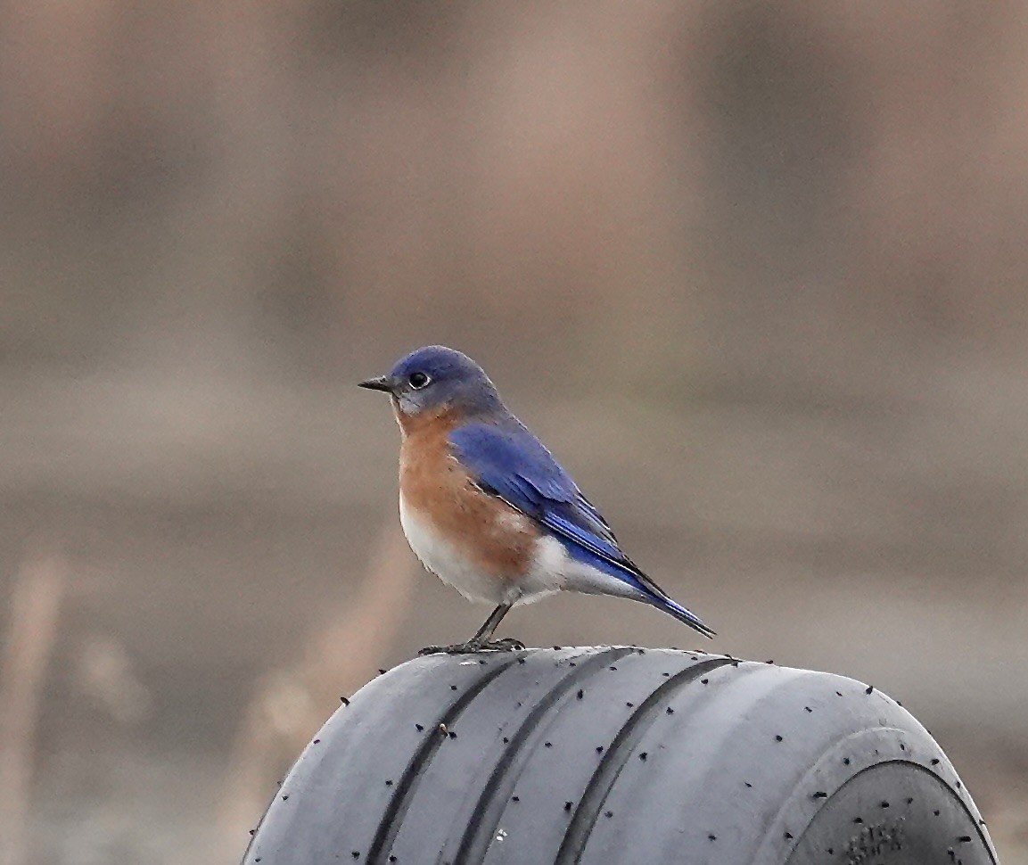 Eastern Bluebird - ML646334653