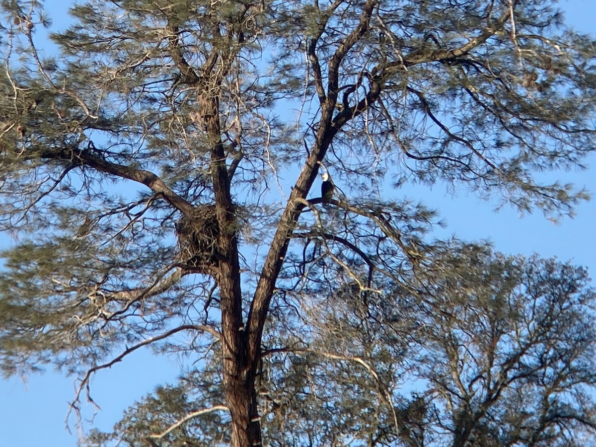 Bald Eagle - ML646334655