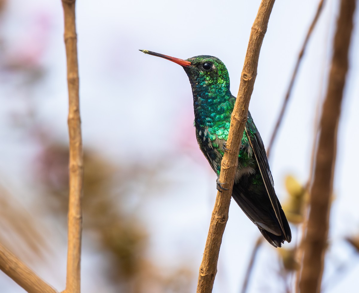 Glittering-bellied Emerald - ML646334656