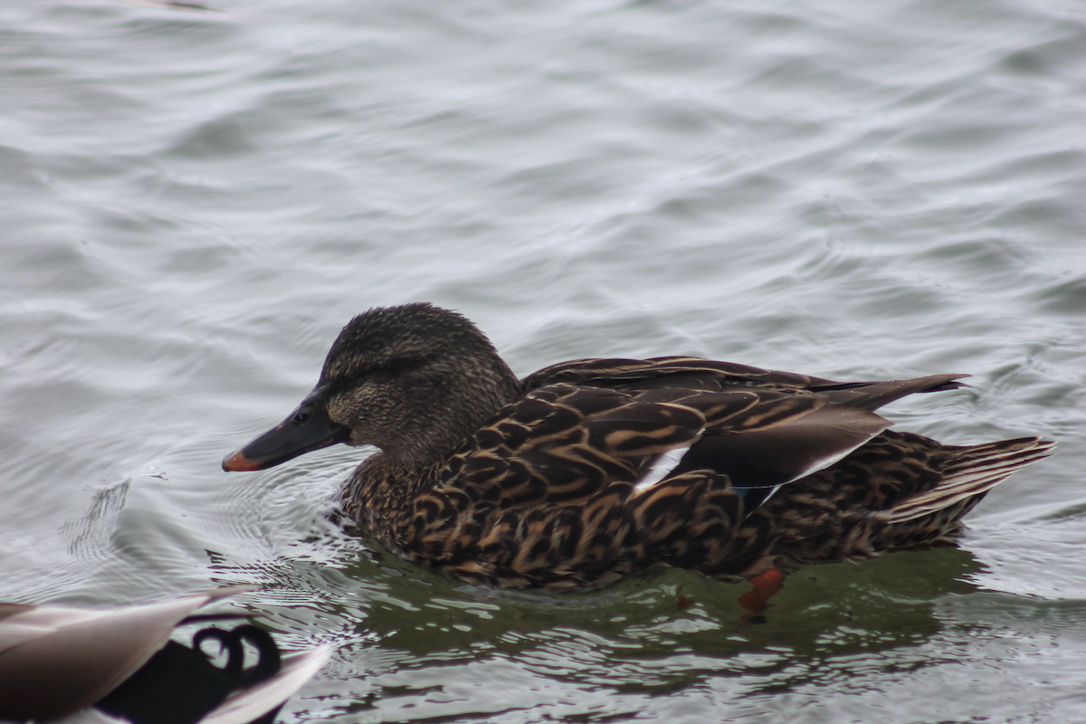 綠頭鴨 - ML646334660