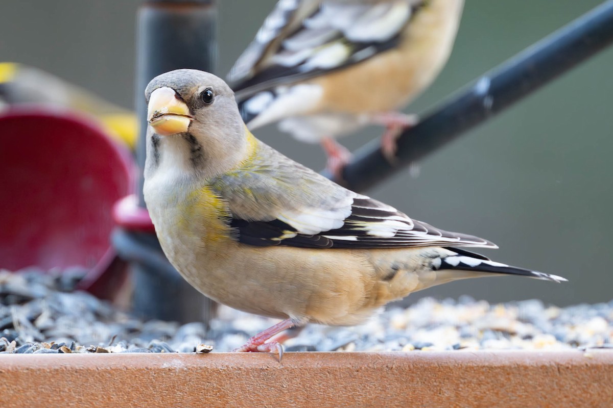 Evening Grosbeak - ML646334661