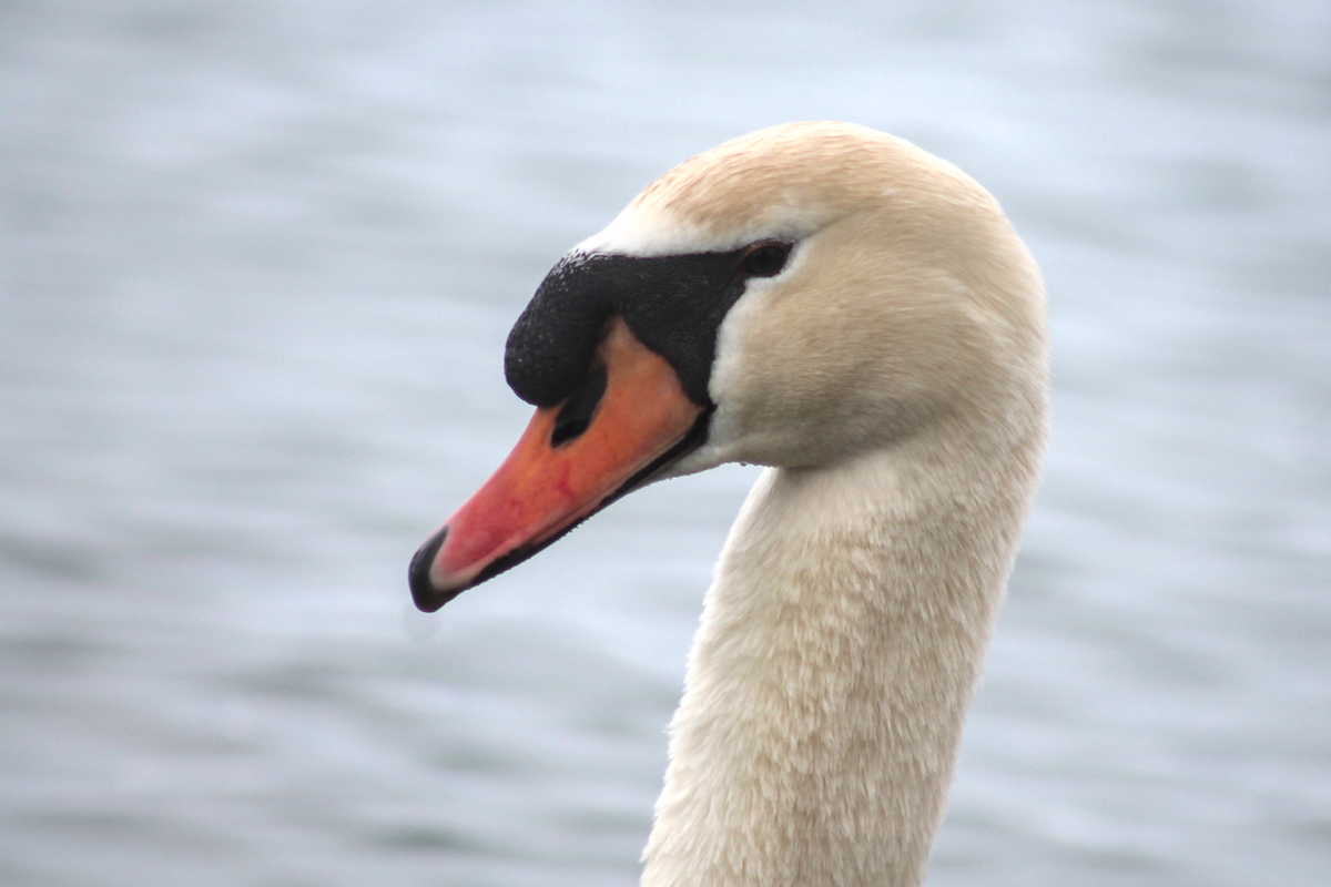 Лебідь-шипун - ML646334662