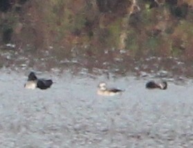 Long-tailed Duck - ML646334663