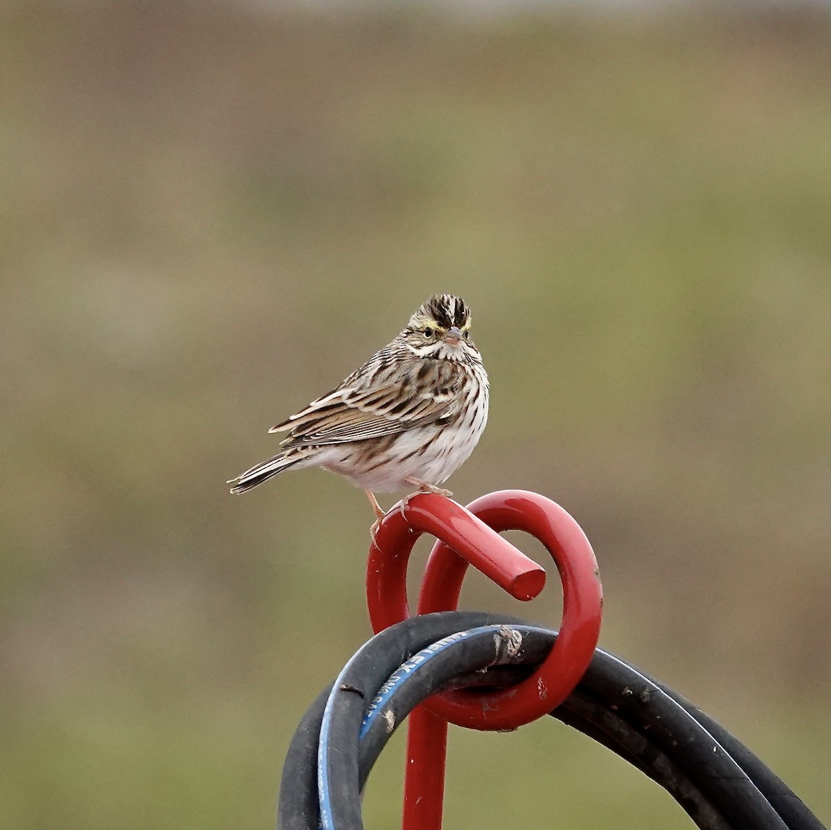 Savannah Sparrow - ML646334668