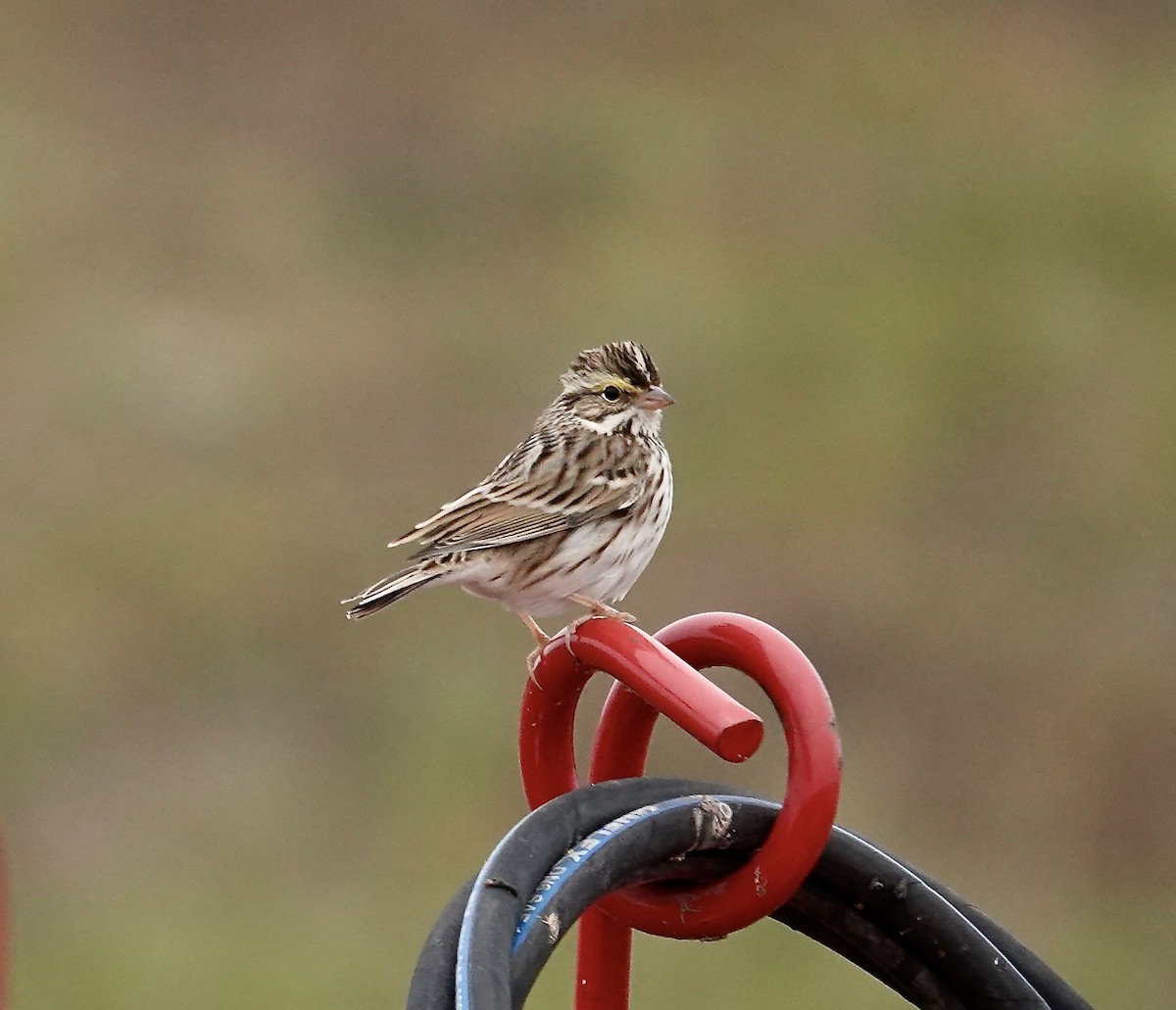 Savannah Sparrow - ML646334669