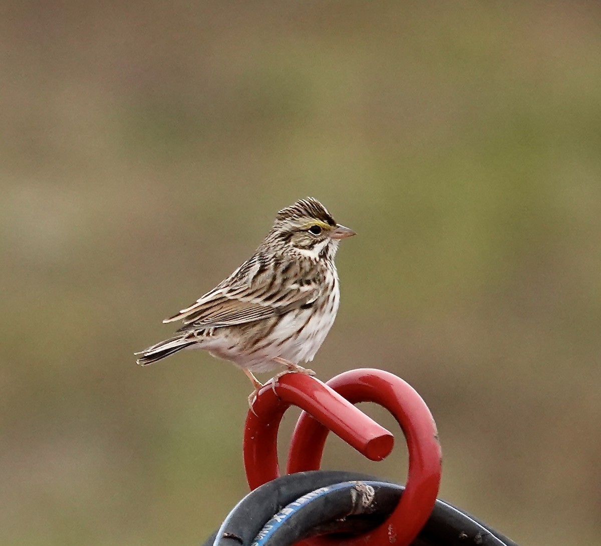 Savannah Sparrow - ML646334670