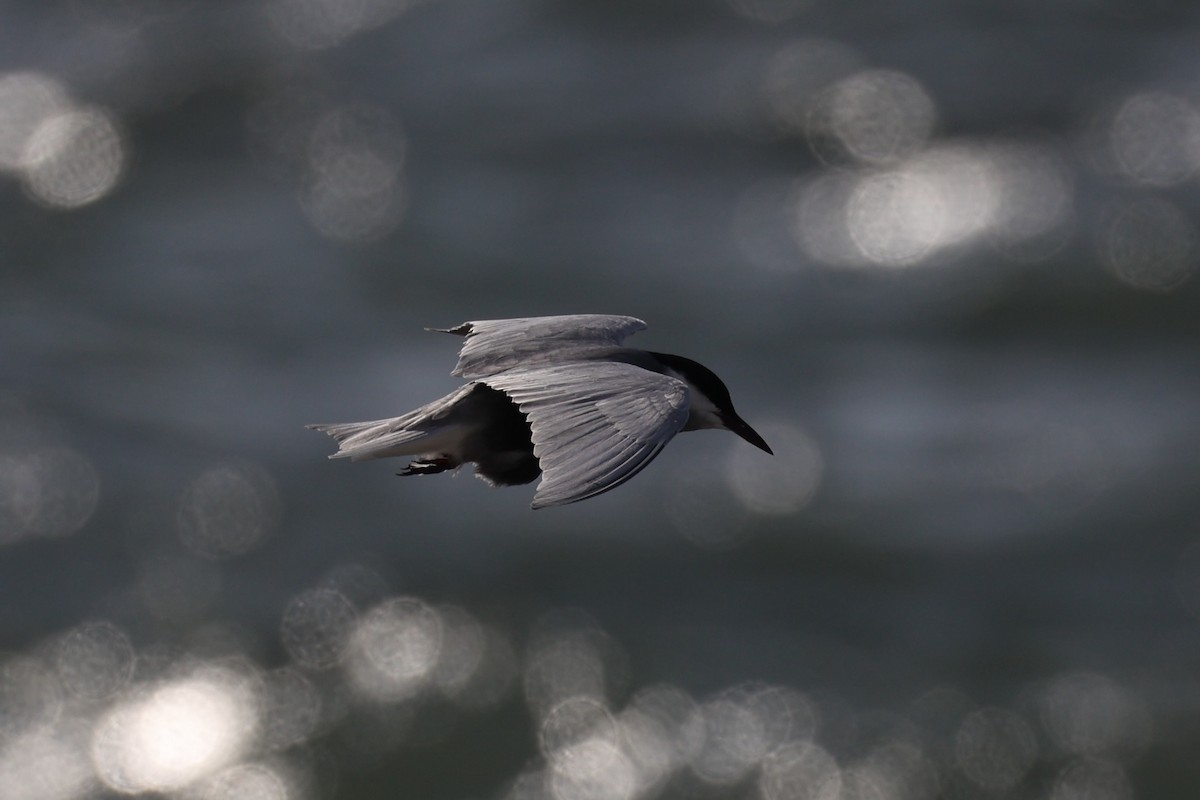 黑腹燕鷗 - ML646334671