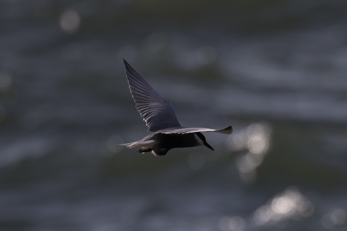 黑腹燕鷗 - ML646334674