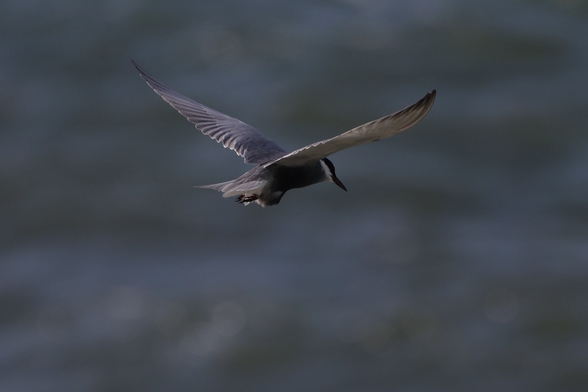 黑腹燕鷗 - ML646334675