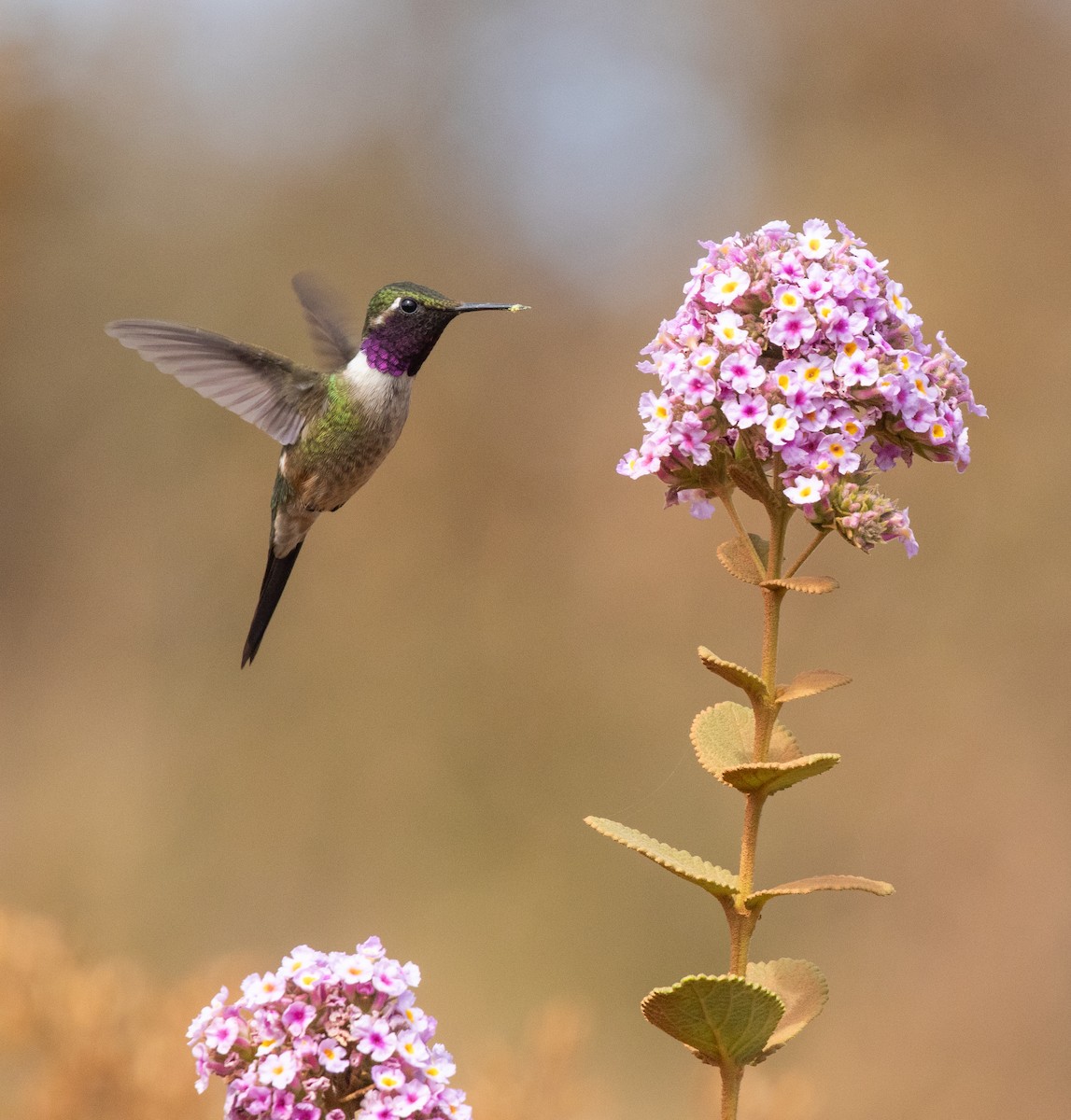 Amethyst Woodstar - ML646334678