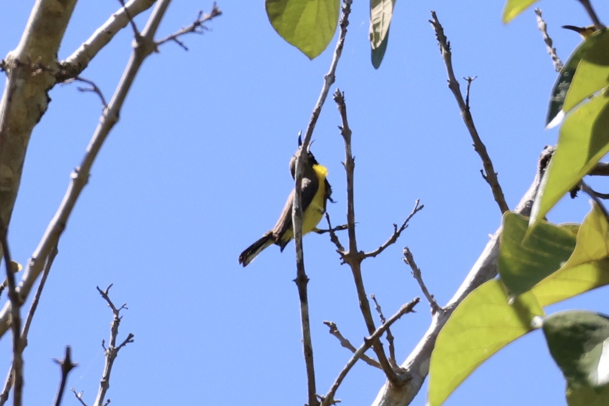 Garden Sunbird - ML646334679