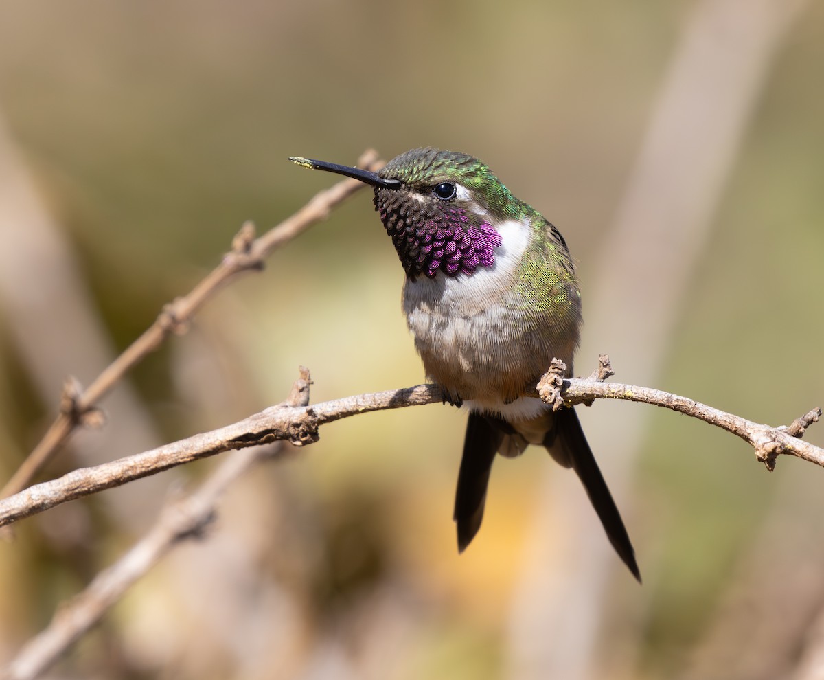 Amethyst Woodstar - ML646334681