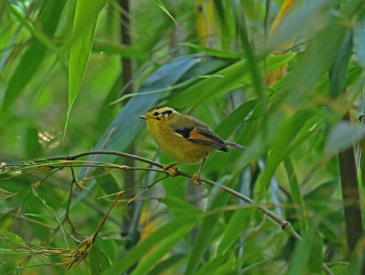 Rufous-winged Fulvetta - ML646334683
