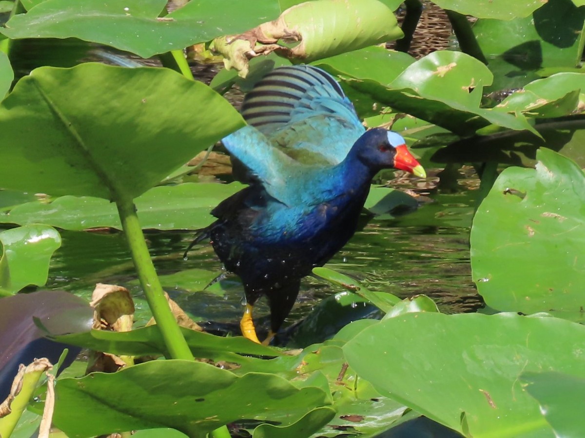 Малая султанка - ML646334693