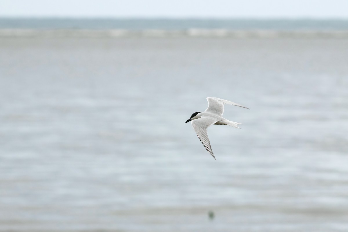 Gull-billed Tern - ML646334695