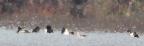 Long-tailed Duck - ML646334698