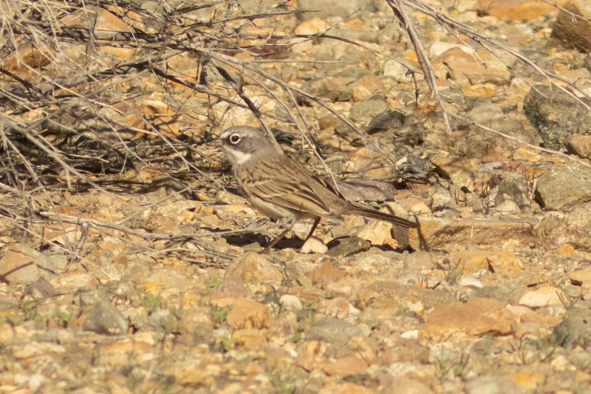 Sagebrush Sparrow - ML646334703