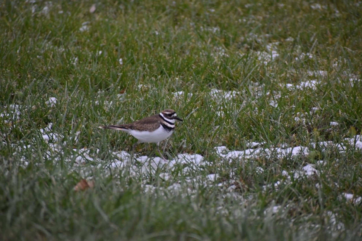 Killdeer - ML646334704