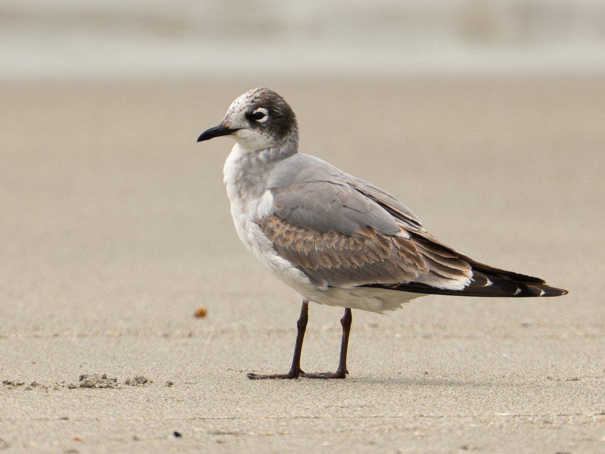 ワライカモメ - ML646334706