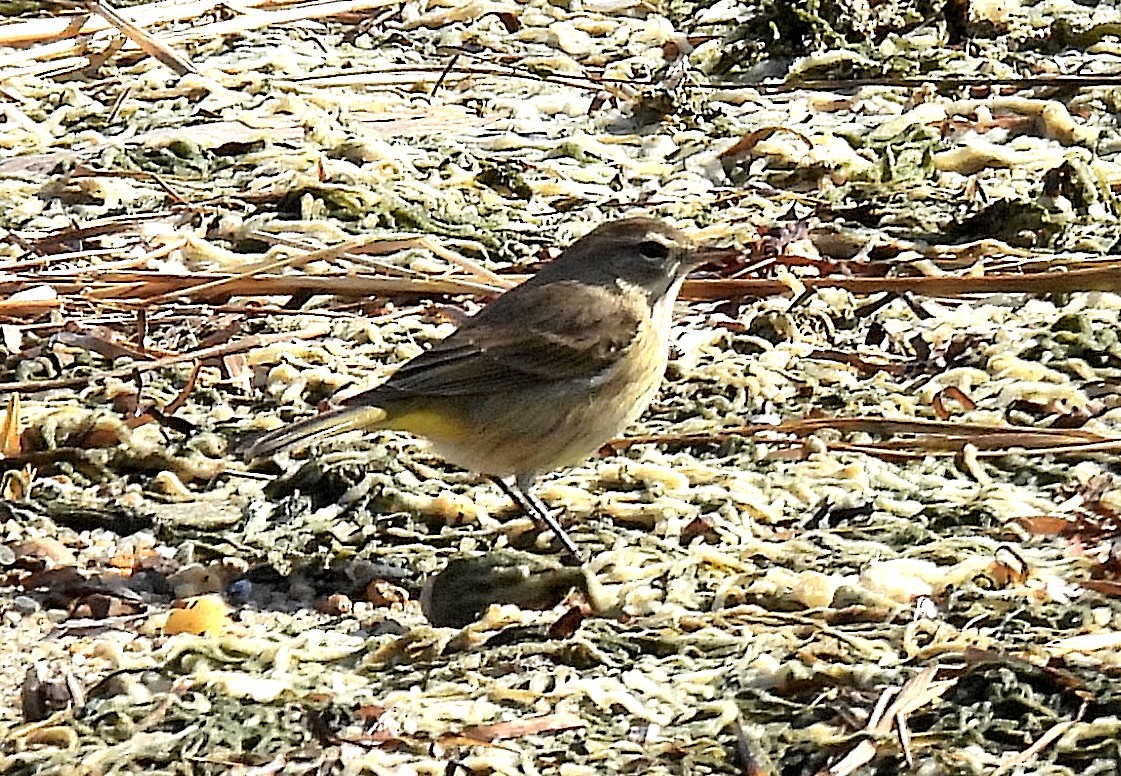 Palm Warbler - ML646334707