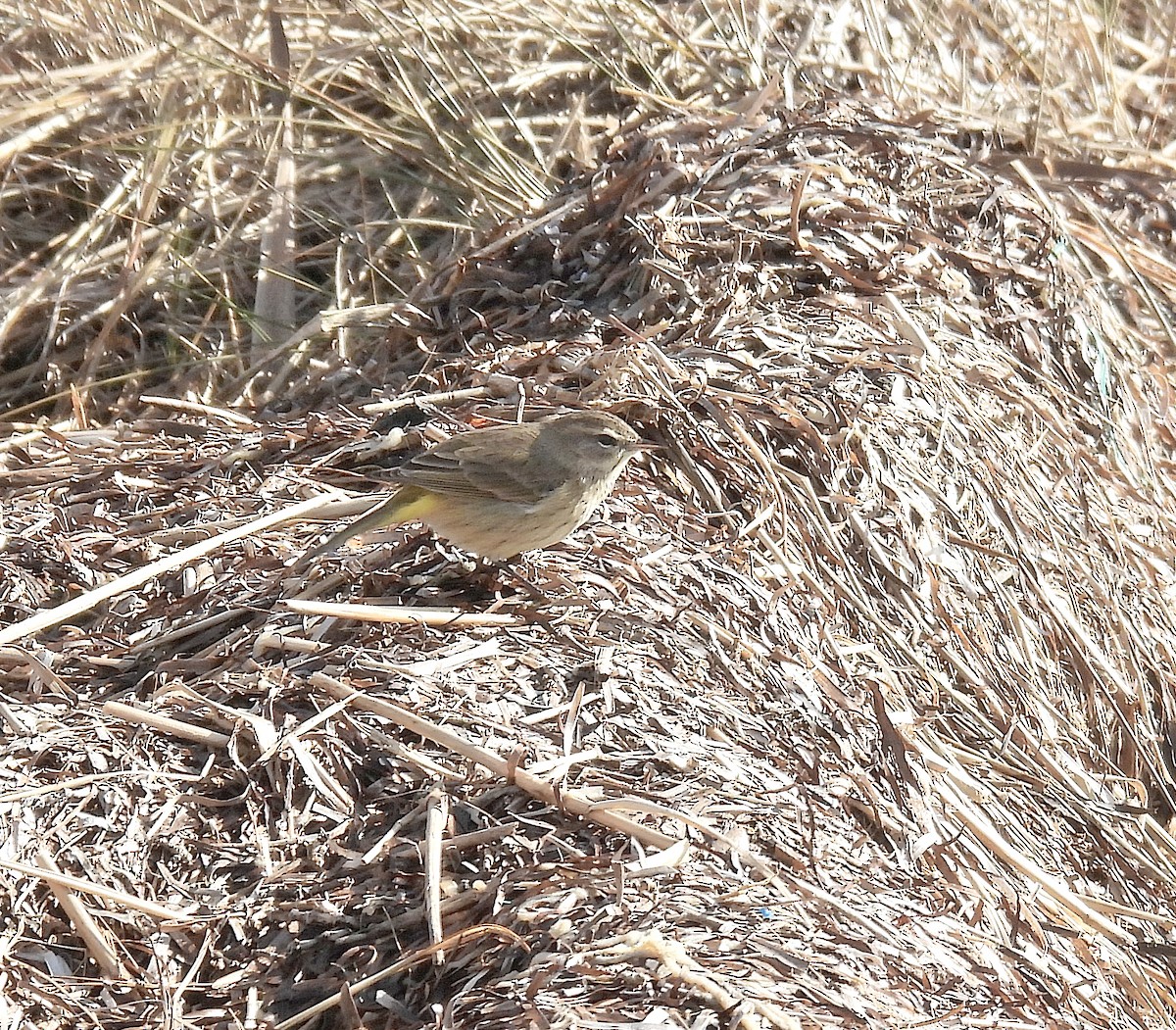 Palm Warbler - ML646334708