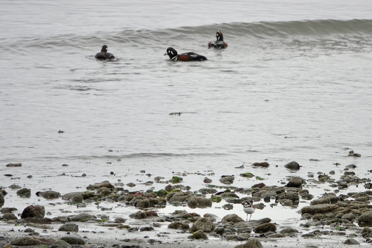 Palyaço Ördeği - ML646334716