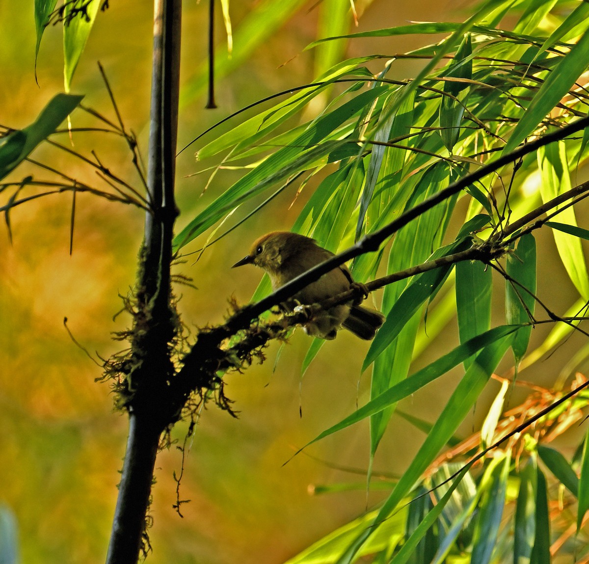 Rufous-capped Babbler - ML646334718