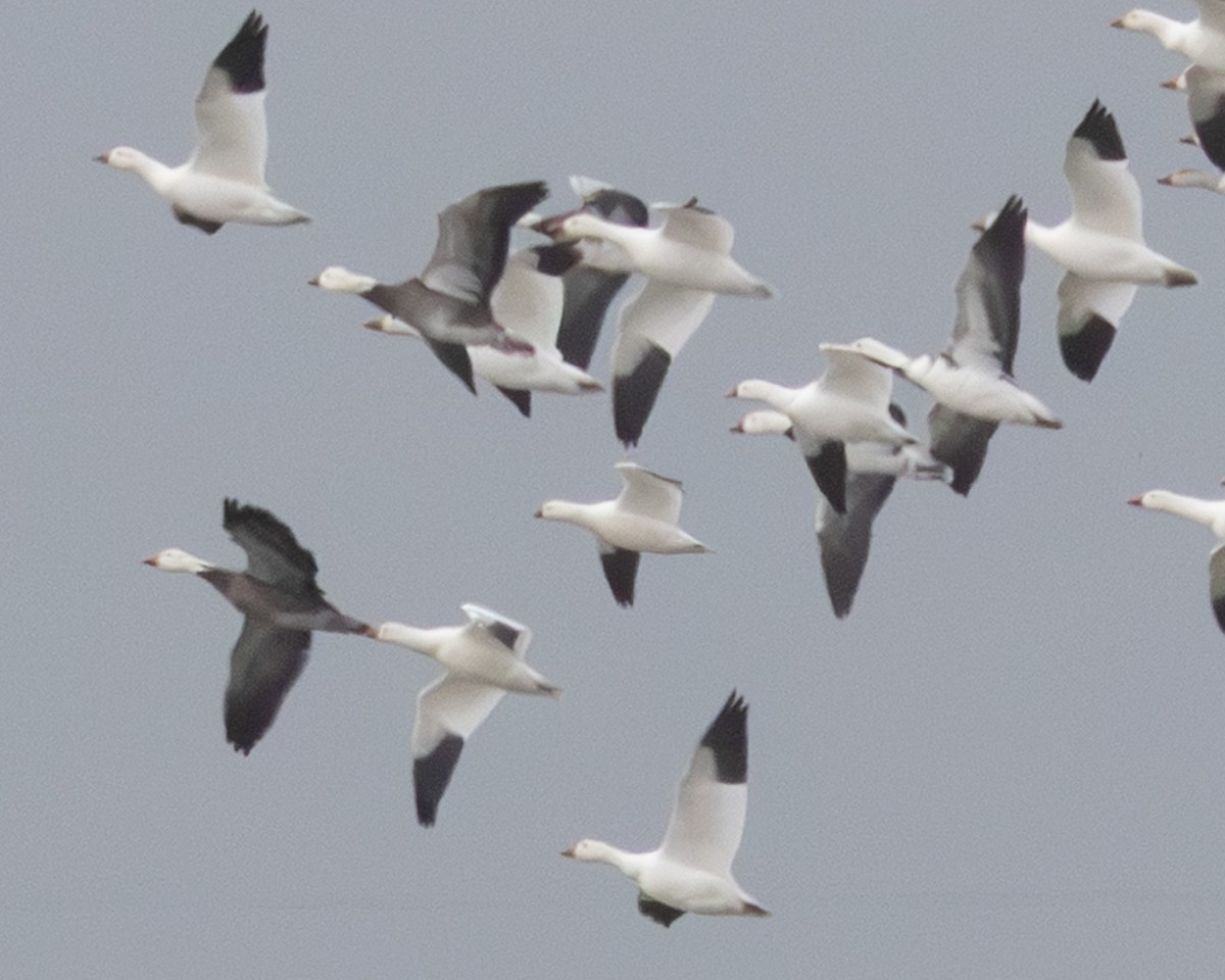 Ross's Goose - ML646334721