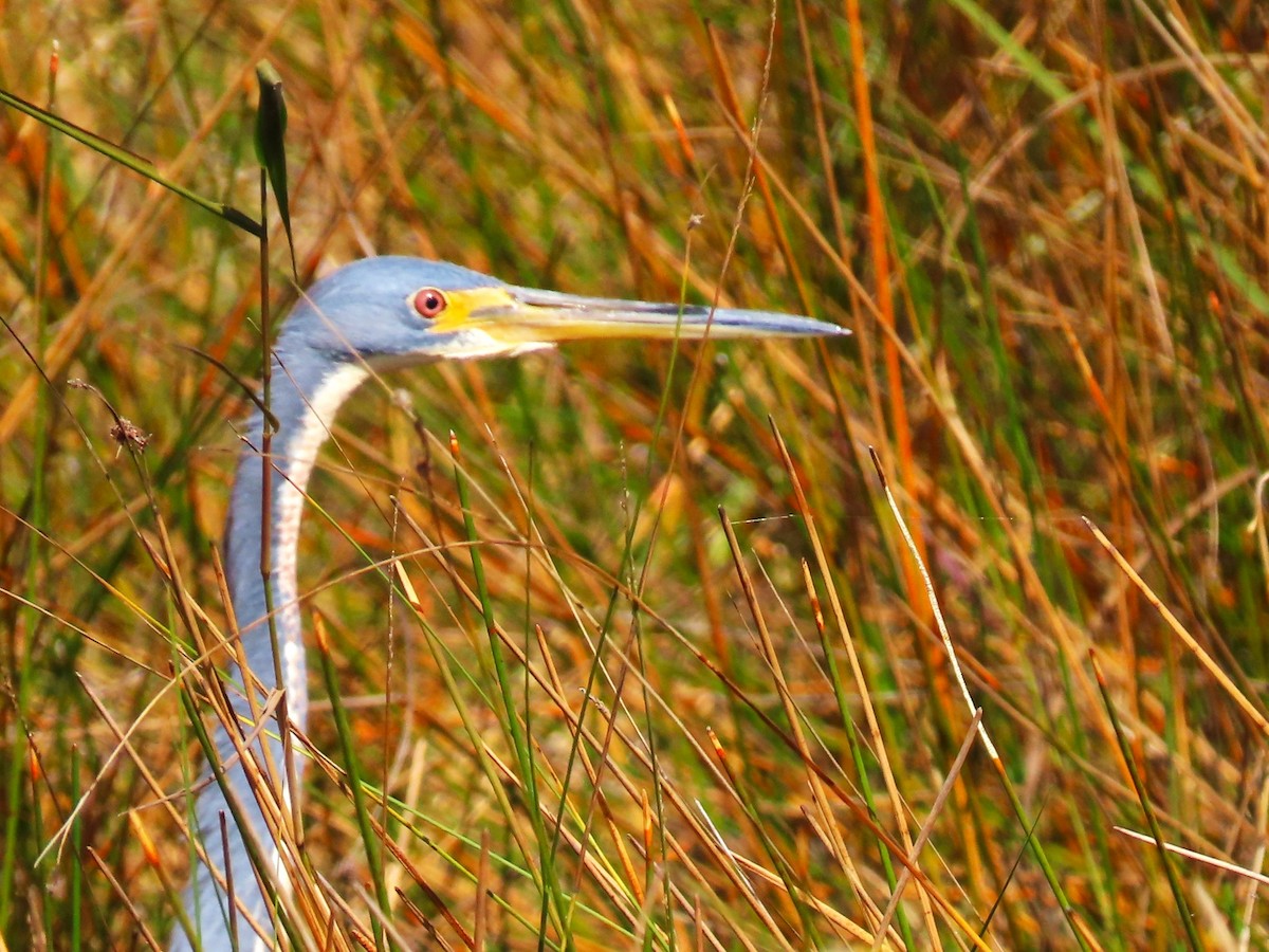 Трёхцветная цапля - ML646334724