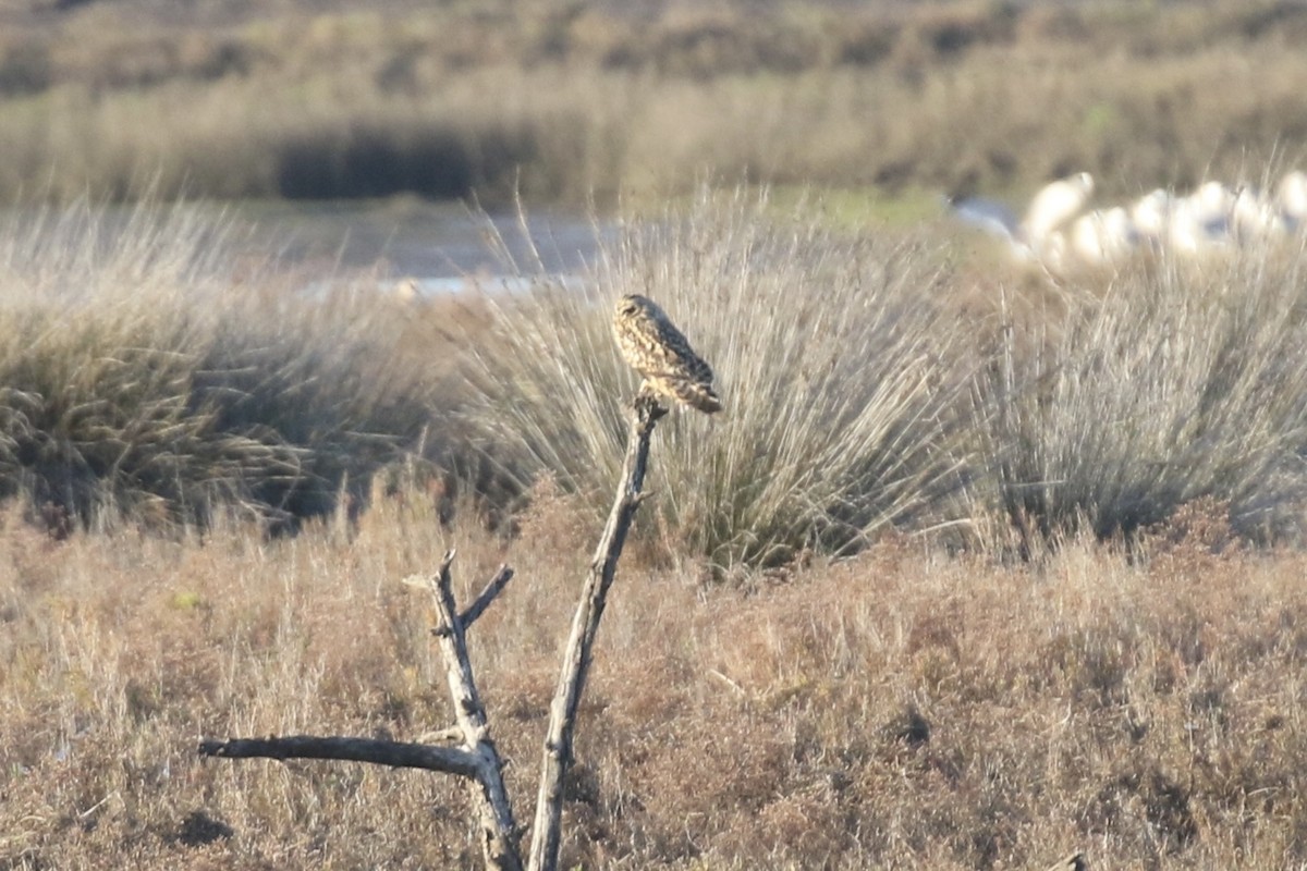 Short-eared Owl - ML646334728